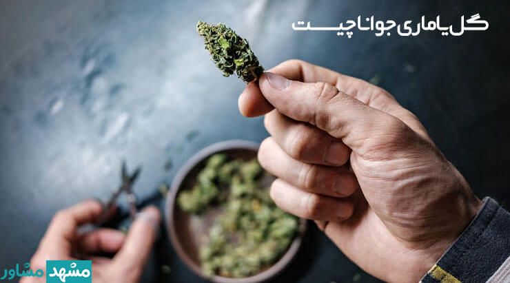 مخدر گل چیست؟